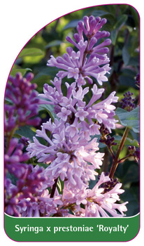 Syringa x prestoniae 'Royalty'