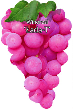 Winorośl Łada-T