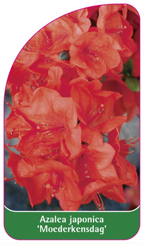 Azalea japonica 'Moederkensdag'