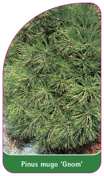 Pinus mugo 'Gnom'