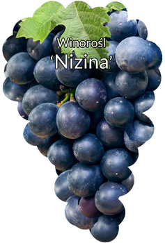 Winorośl Nizina 3