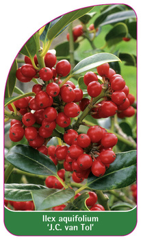 Ilex aquifolium 'J.C. van Tol'