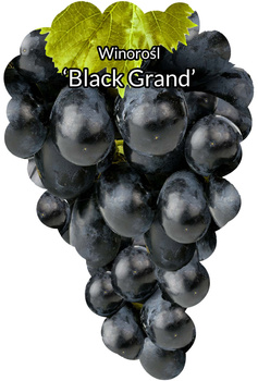 Winorośl Black Grand
