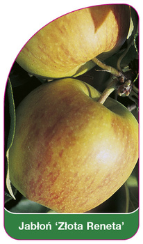 Jabłoń 'Złota Reneta'