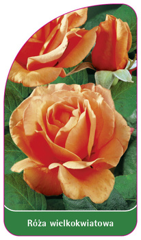 Róza wielkokwiatowa Nr. 206 B