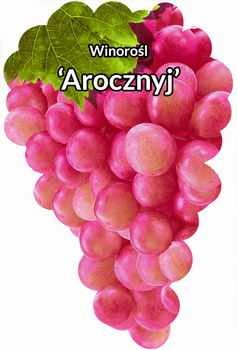 Winorośl Arocznyj