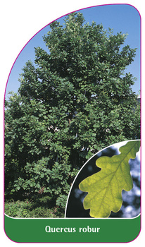 Quercus robur