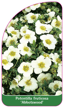 Potentilla fruticosa 'Abbotswood'