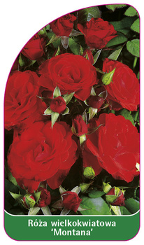 Róza wielkokwiatowa 'Montana'