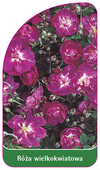 Róza wielkokwiatowa Nr. 238