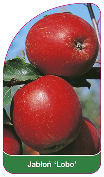 Jabłoń 'Lobo'