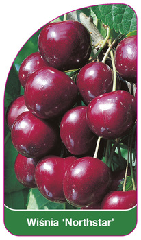 Wiśnia 'Northstar'