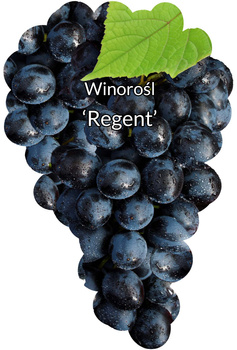 Winorośl Regent