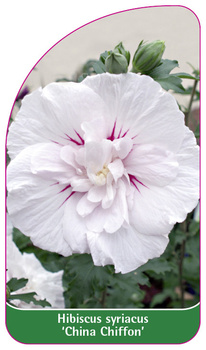 Hibiscus syriacus 'China Chiffon'