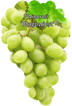 Winorośl Błagowiest