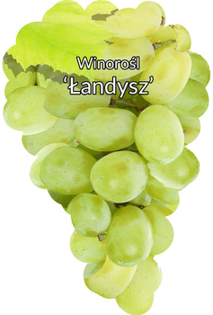 Winorośl Łandysz