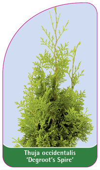 Thuja orientalis 'Degroot's Spire'