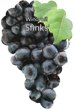 Winorośl Sfinks