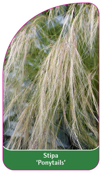 Stipa 'Ponytails'