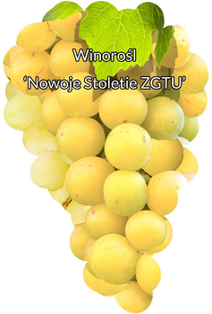 Winorośl Nowoje Stoletie ZGTU
