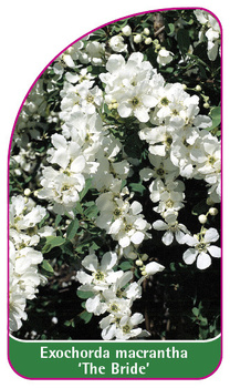 Exochorda macrantha 'The Bride'