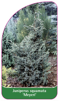 Juniperus squamata 'Meyeri'