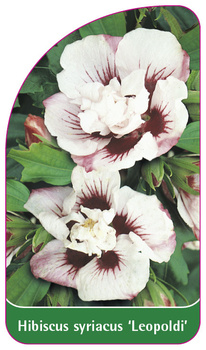 Hibiscus syriacus 'Leopoldi'