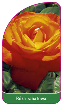 Roza rabatowa Nr. 107 B
