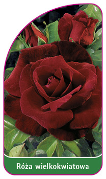 Róza wielkokwiatowa Nr. 223