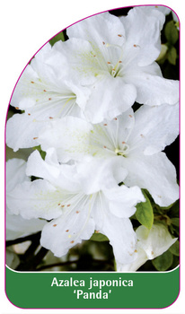 Azalea japonica 'Panda'