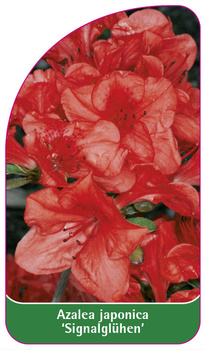 Azalea japonica 'Signalglühen'