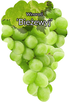 Winorośl Bieżewyj