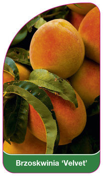 Brzoskwinia 'Velvet'