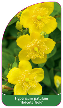 Hypericum patulum 'Hidcote Gold'