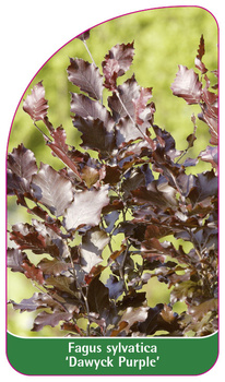 Fagus sylvatica 'Dawyck Purple'