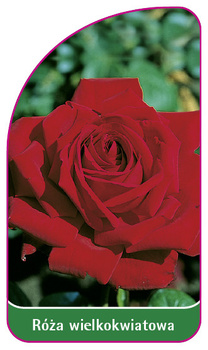 Róza wielkokwiatowa Nr. 215