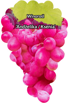 Winorośl Andżelika  / Ksenia