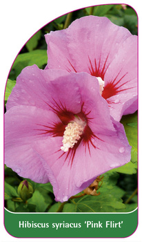 Hibiscus syriacus 'Pink Flirt'