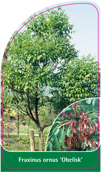 Fraxinus ornus  'Obelisk'