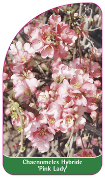 Chaenomeles Hybride 'Pink Lady'