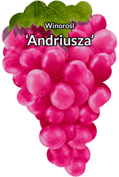 Winorośl Andriusza