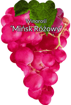 Winorośl Mińsk  Różowy