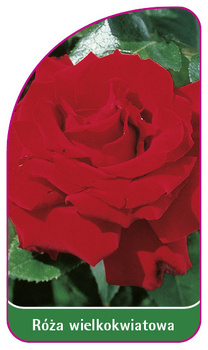 Róza wielkokwiatowa Nr. 209