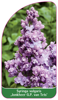 Syringa vulgaris 'Jonkheer G.P. van Tets'