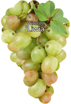 Winorośl Liwia