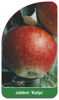 Jabłoń 'Katja'