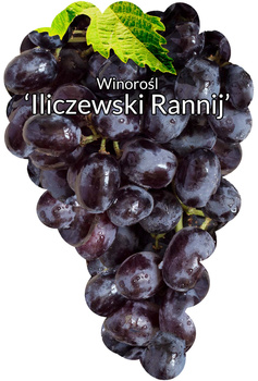Winorośl Iliczewski Rannyj