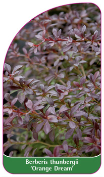 Berberis thunbergii 'Orange Dream'