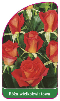 Róza wielkokwiatowa Nr. 110