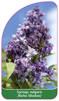 Syringa vulgaris 'Niebo Moskwy'